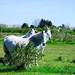 Un Cabanon En Camargue
