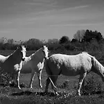 Un Cabanon En Camargue