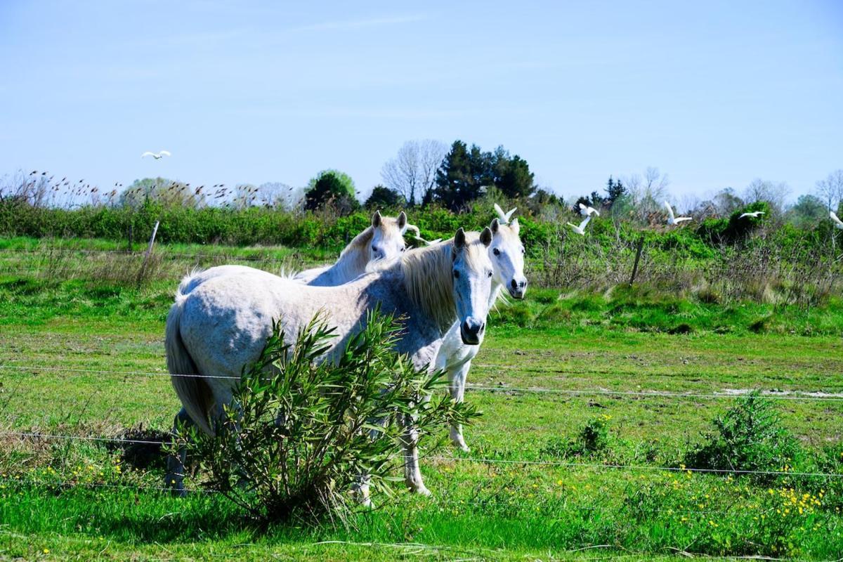 Hébergement de vacances Un Cabanon En Camargue *