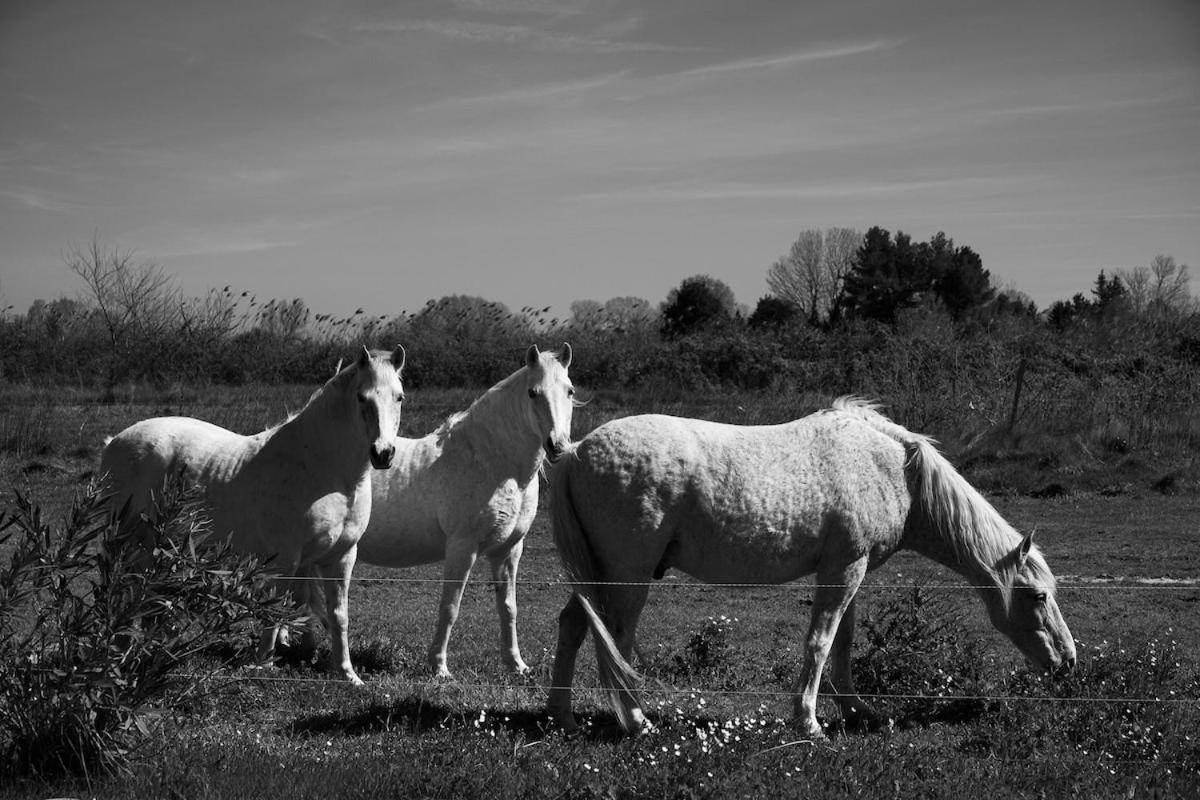 Un Cabanon En Camargue